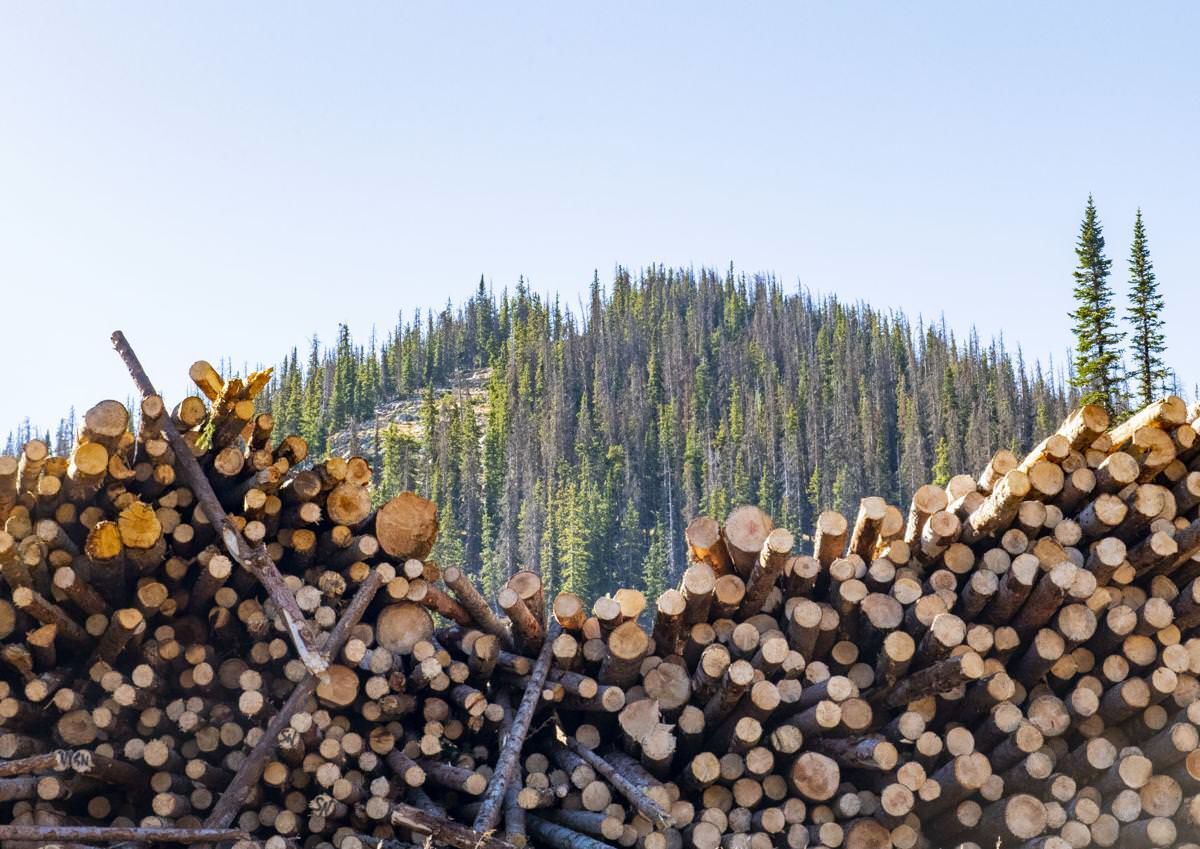 Monarch ski resort tackling spruce beetle infestation in largest forest management project to date