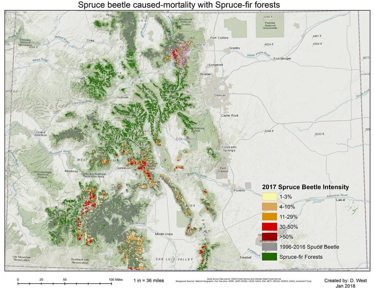 Monarch ski resort tackling spruce beetle infestation in largest forest management project to date