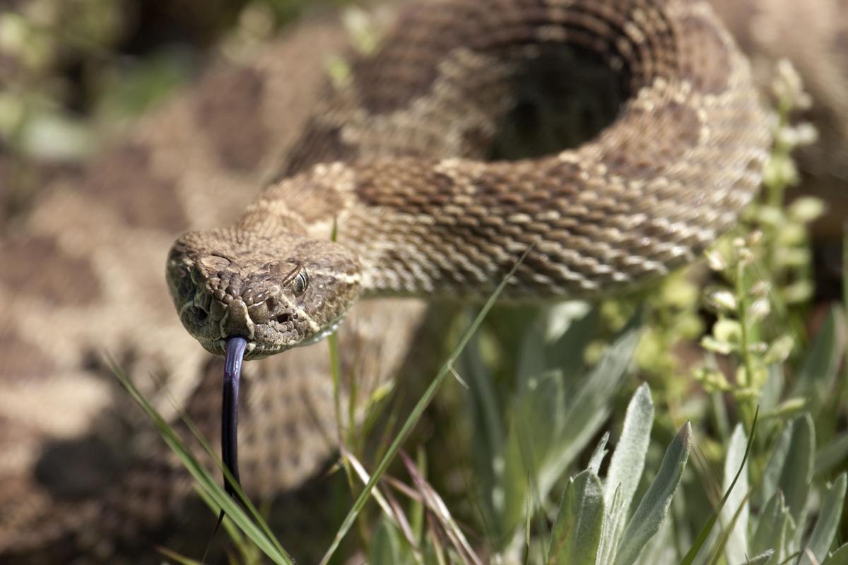 Close Encounters with Colorado’s Deadly Rattlesnake