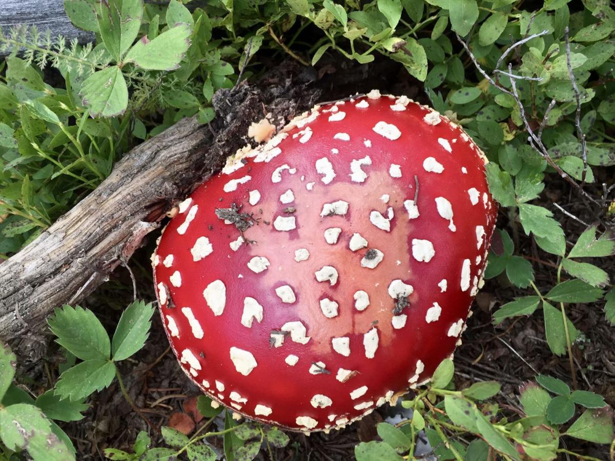 Mushroom Hunting a Growing Trend in Colorado