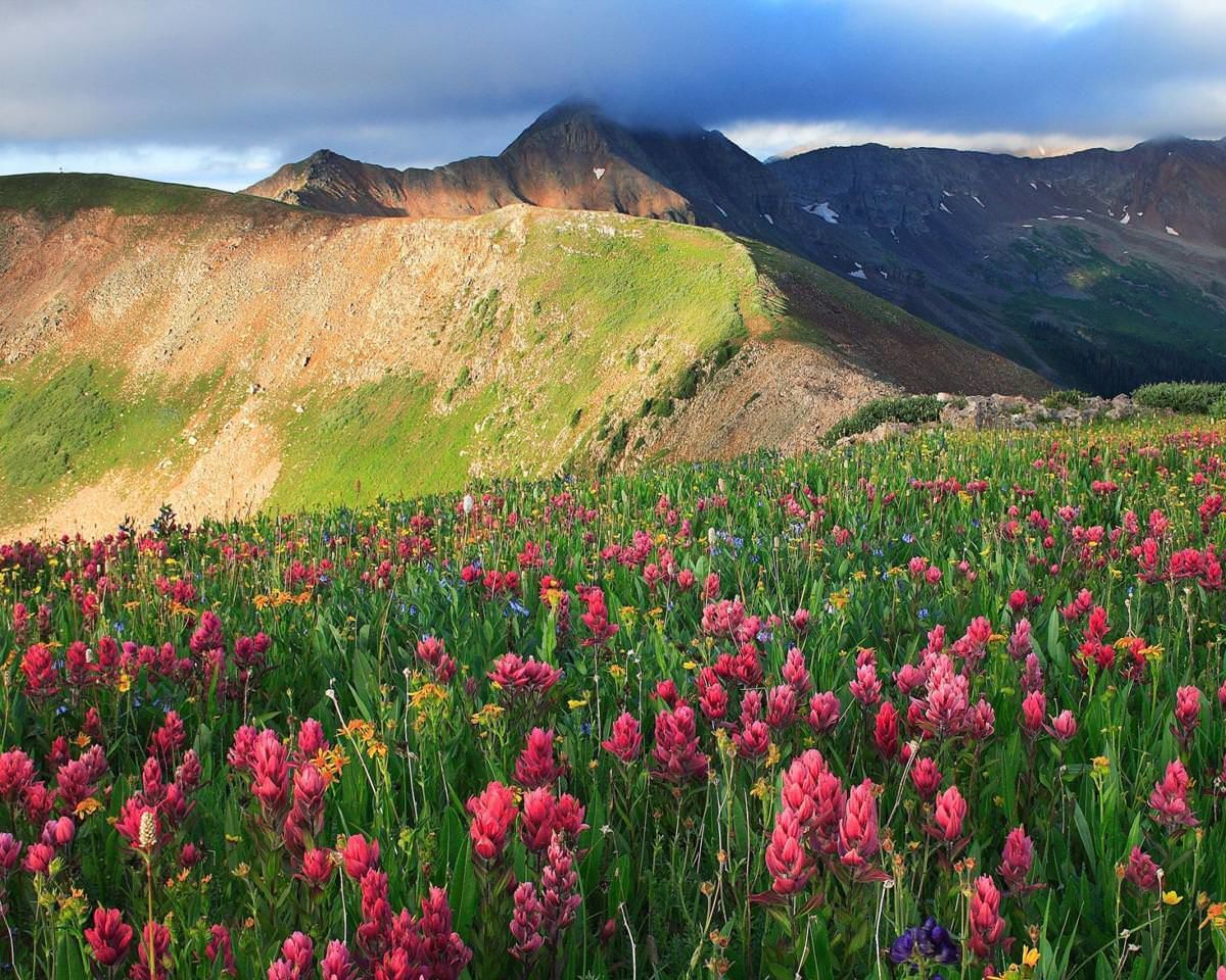 Photographing Flowers in Colorado’s Mountains