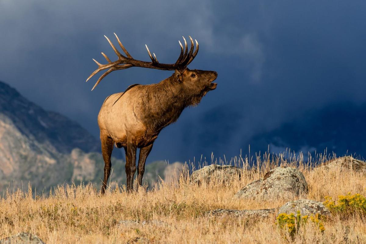 The Hunt for a Bugle, that Crazy Noise that Elk Make