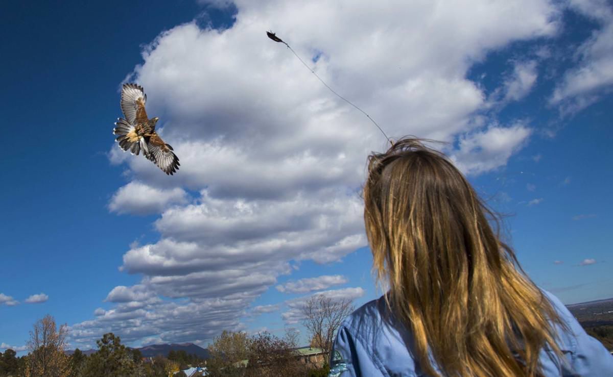 Colorado Master Falconer is Making a Name for Herself