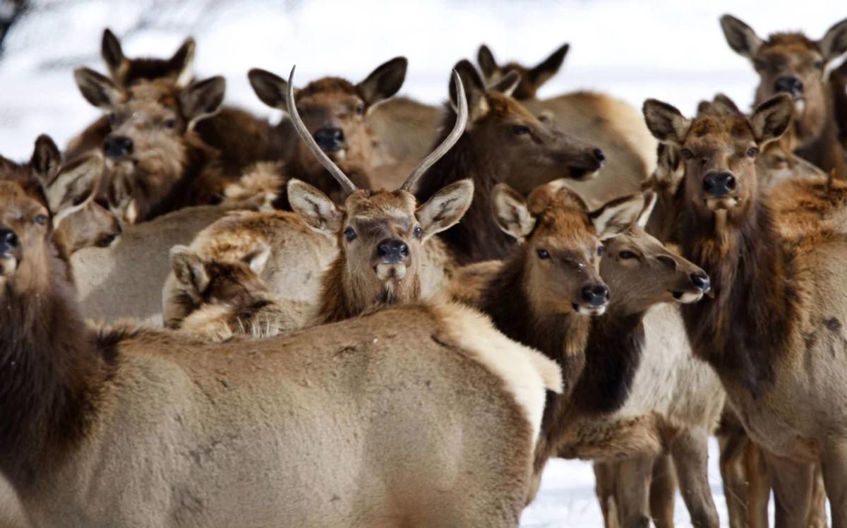 Future of elk in southwest Colorado in jeopardy
