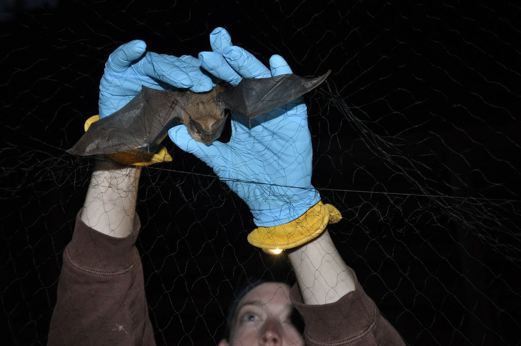 Rabies cases skyrocket in Colorado Springs