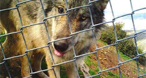 Possible tracks found of rare wolf that escaped in Colorado