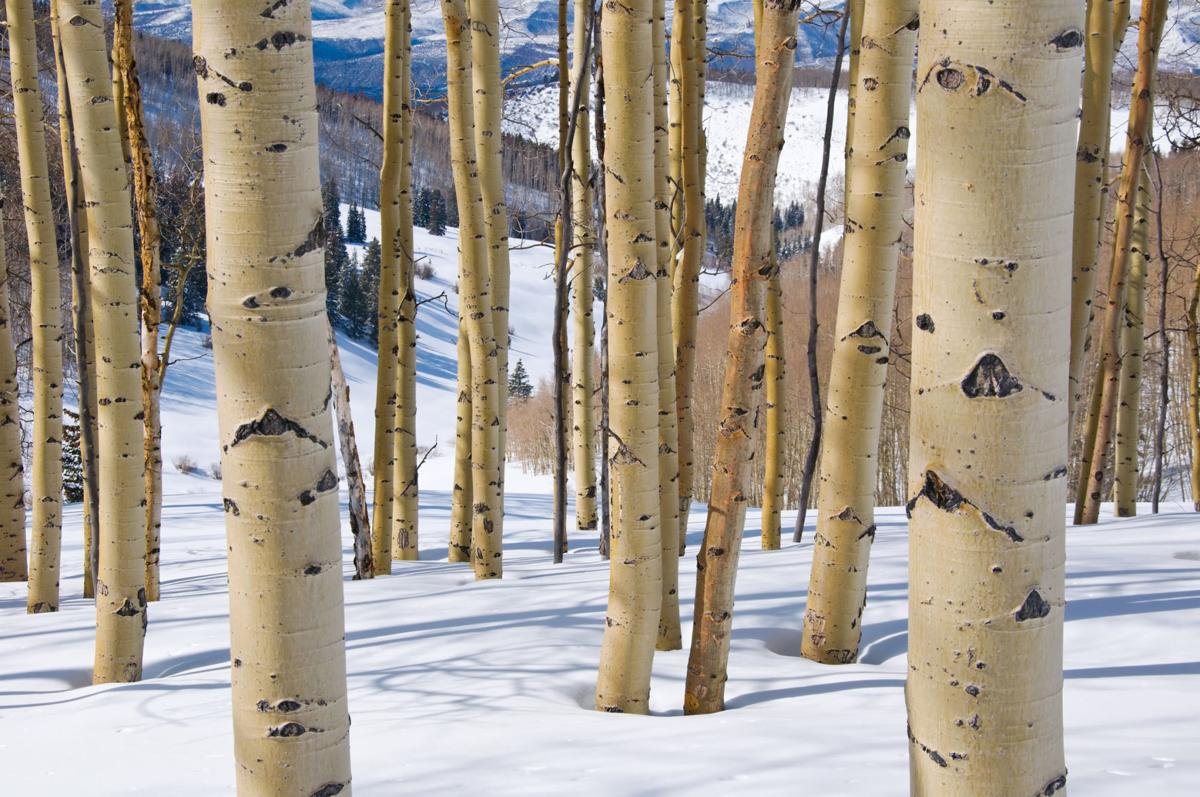 Forest Service approves skiing expansion on Aspen Mountain