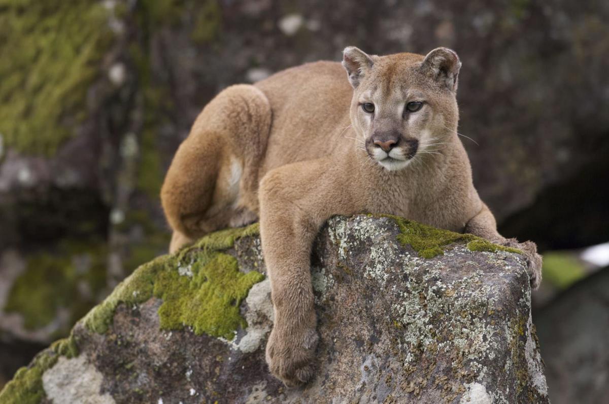 Details of Colorado mountain lion attack emerge; Runner that killed lion released from hospital