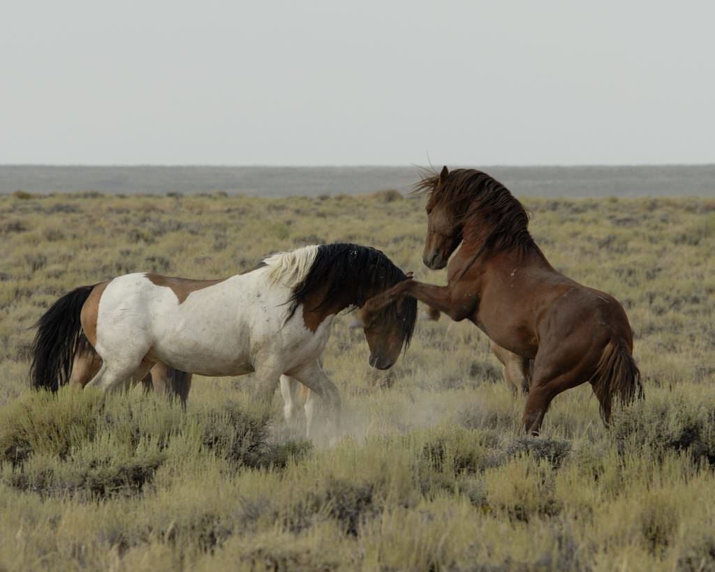The Real Story Behind Denver’s Demonic Horse
