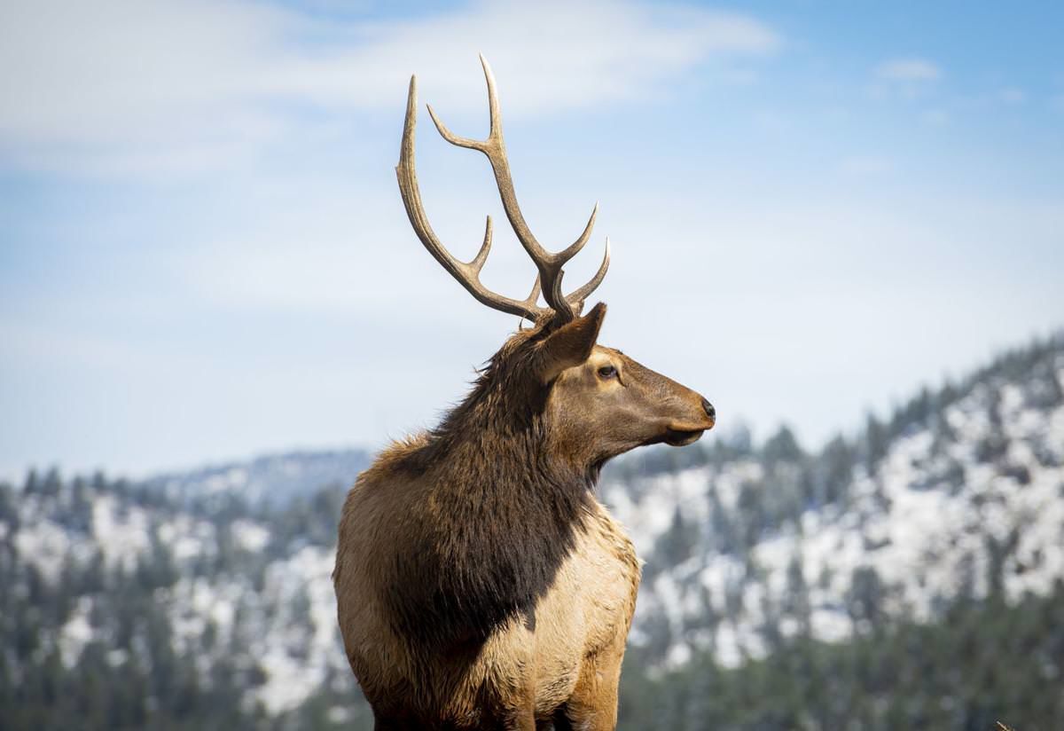 Colorado Springs man arrested, accused of poaching deer, elk, turkey