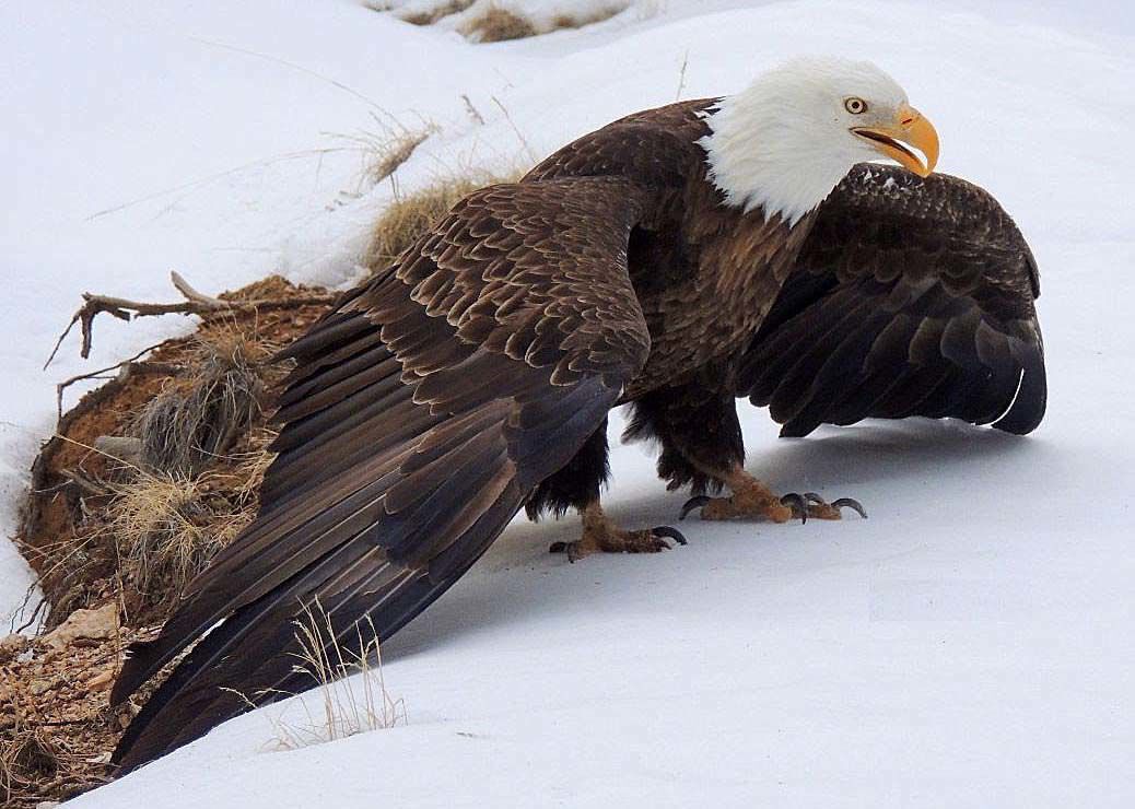 Injured bald eagle rescued with dog kennel, fishing net, and sled in Colorado