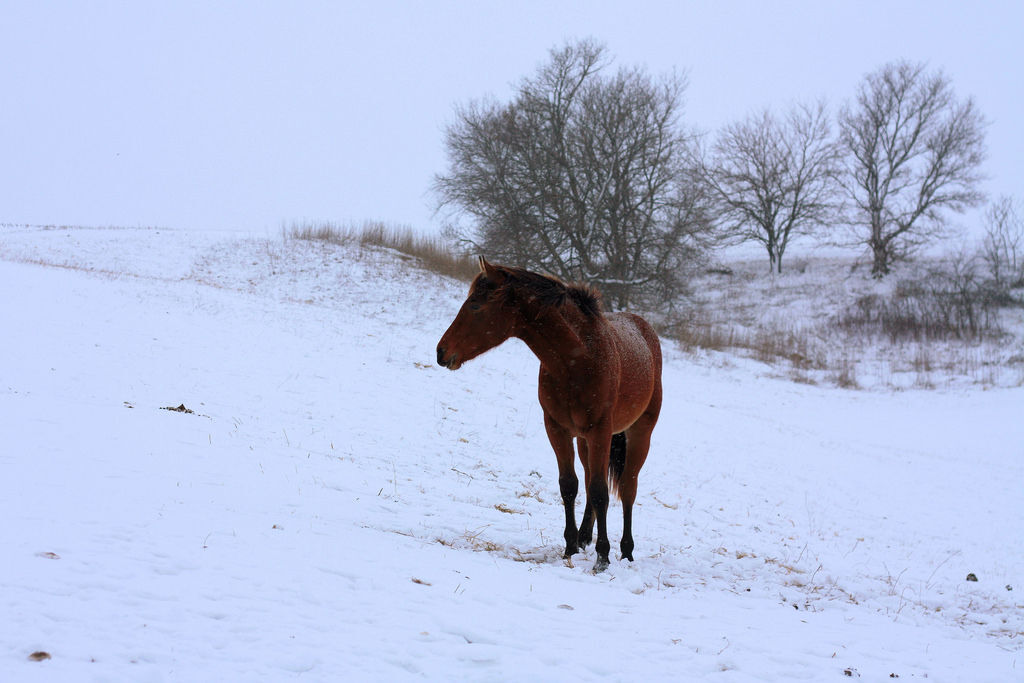 Dead horses found in Colorado, 53 malnourished horses rescued