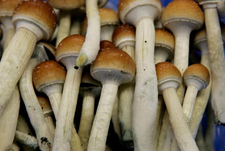 Coloradans could legalize psychedelic mushrooms in November