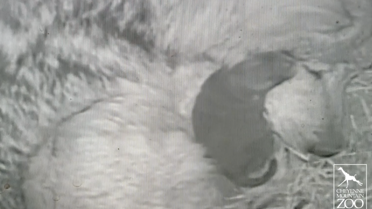 Extremely rare wolf born at Colorado zoo