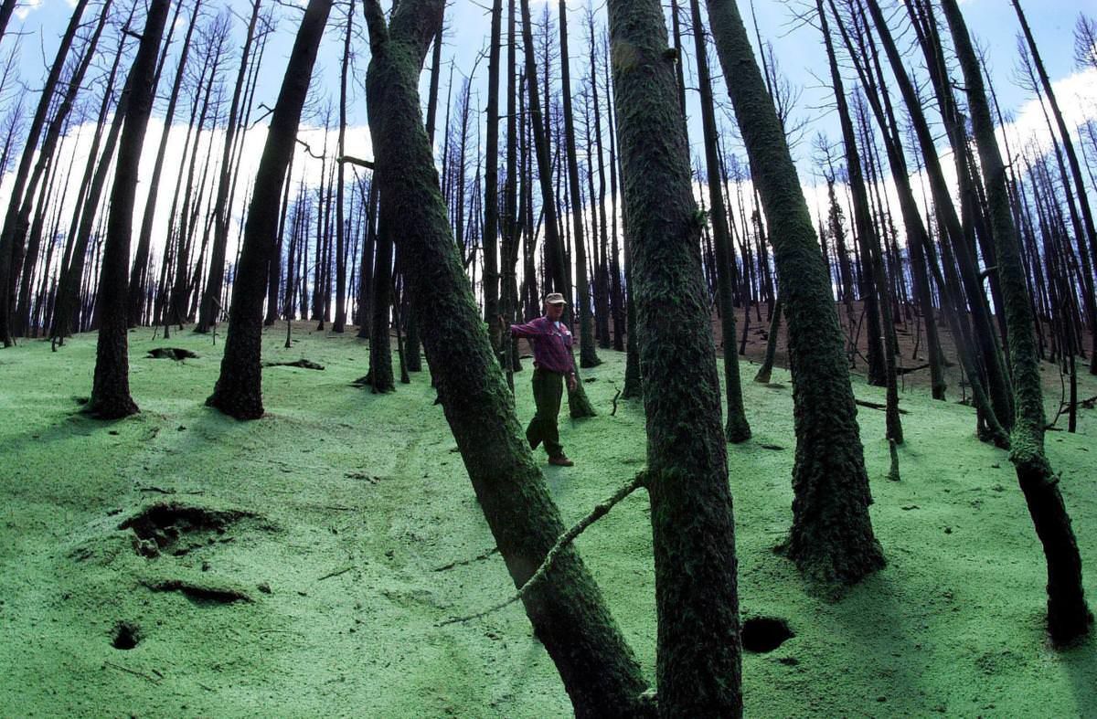 The struggle to save Colorado’s forests in a changing world