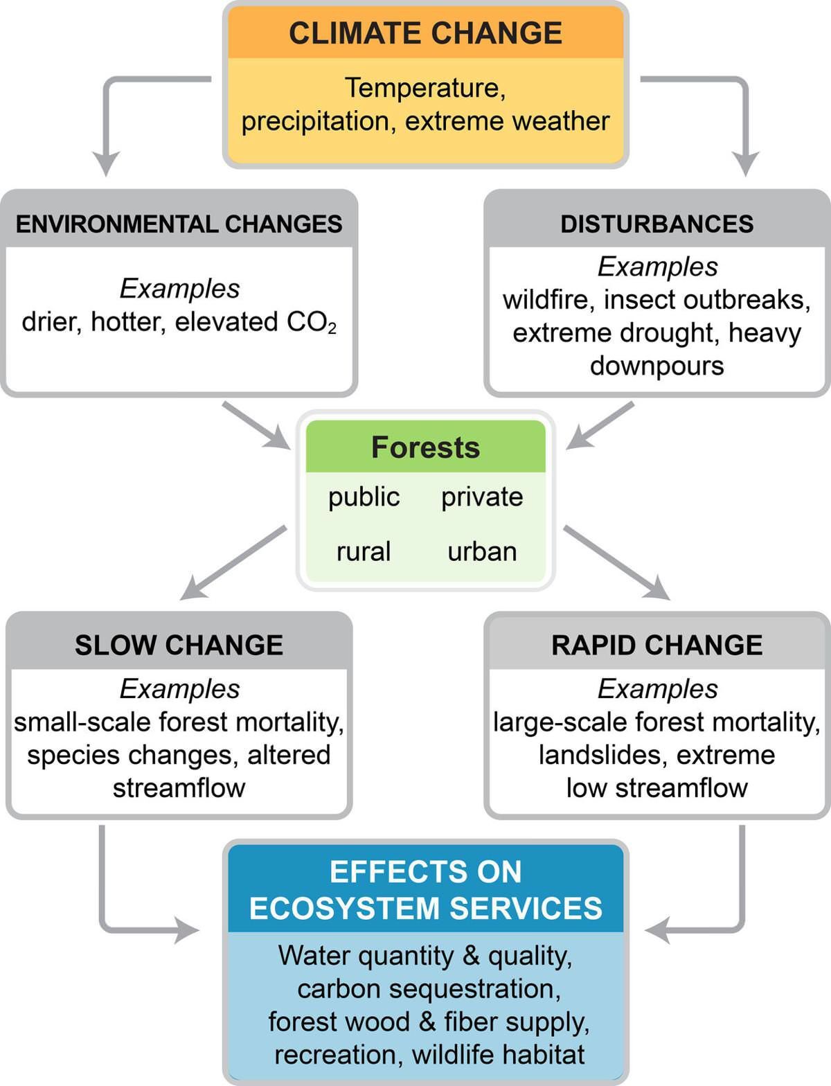 The struggle to save Colorado’s forests in a changing world