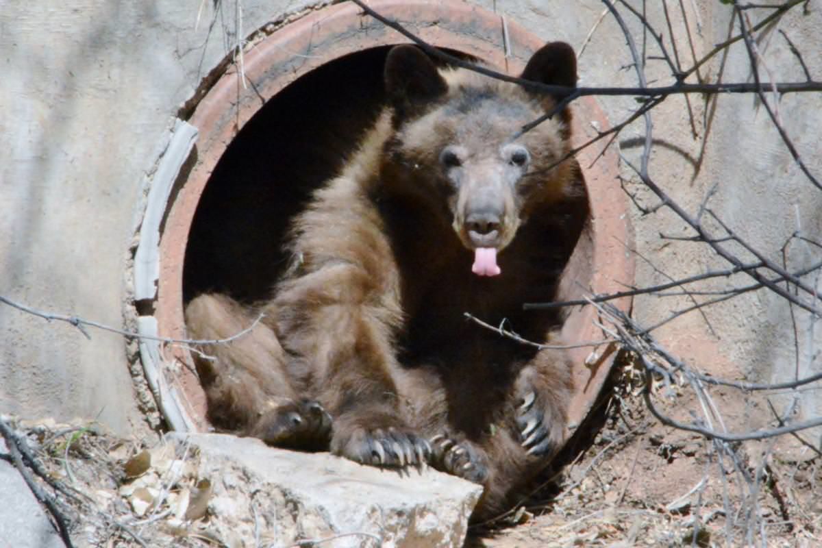 Bear emerges from hibernation at Colorado high school