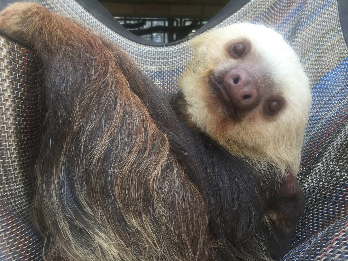 Newborn sloth welcomed at Colorado zoo
