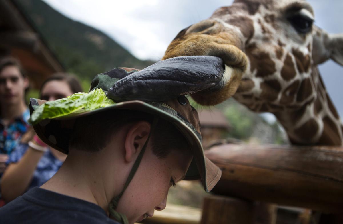Hand-feed giraffes at this Colorado destination