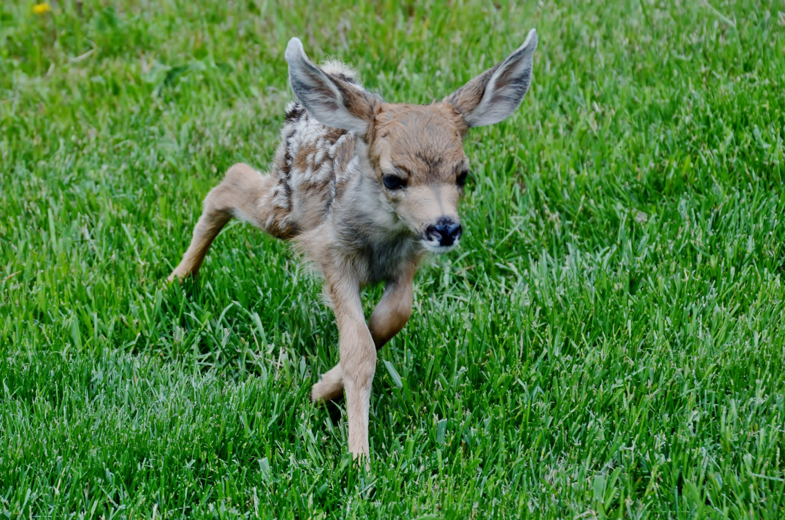 ‘Sad parade’ of orphaned fawns seen by Colorado Parks and Wildlife