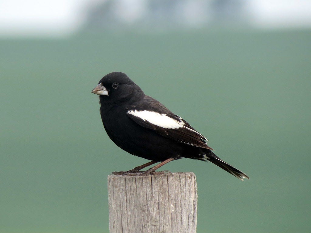 Colorado’s state bird is on the decline