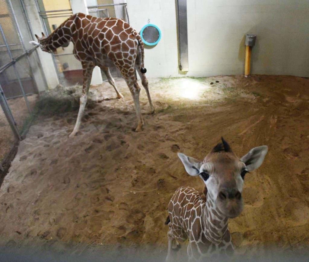 Cheyenne Mountain Zoo’s newborn giraffe ‘a little firecracker’