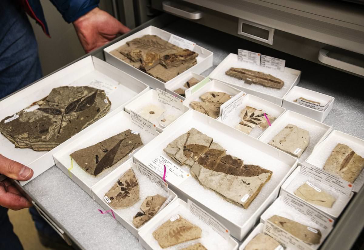 Florissant Fossil Beds National Monument celebrates 50 years of fossil nirvana