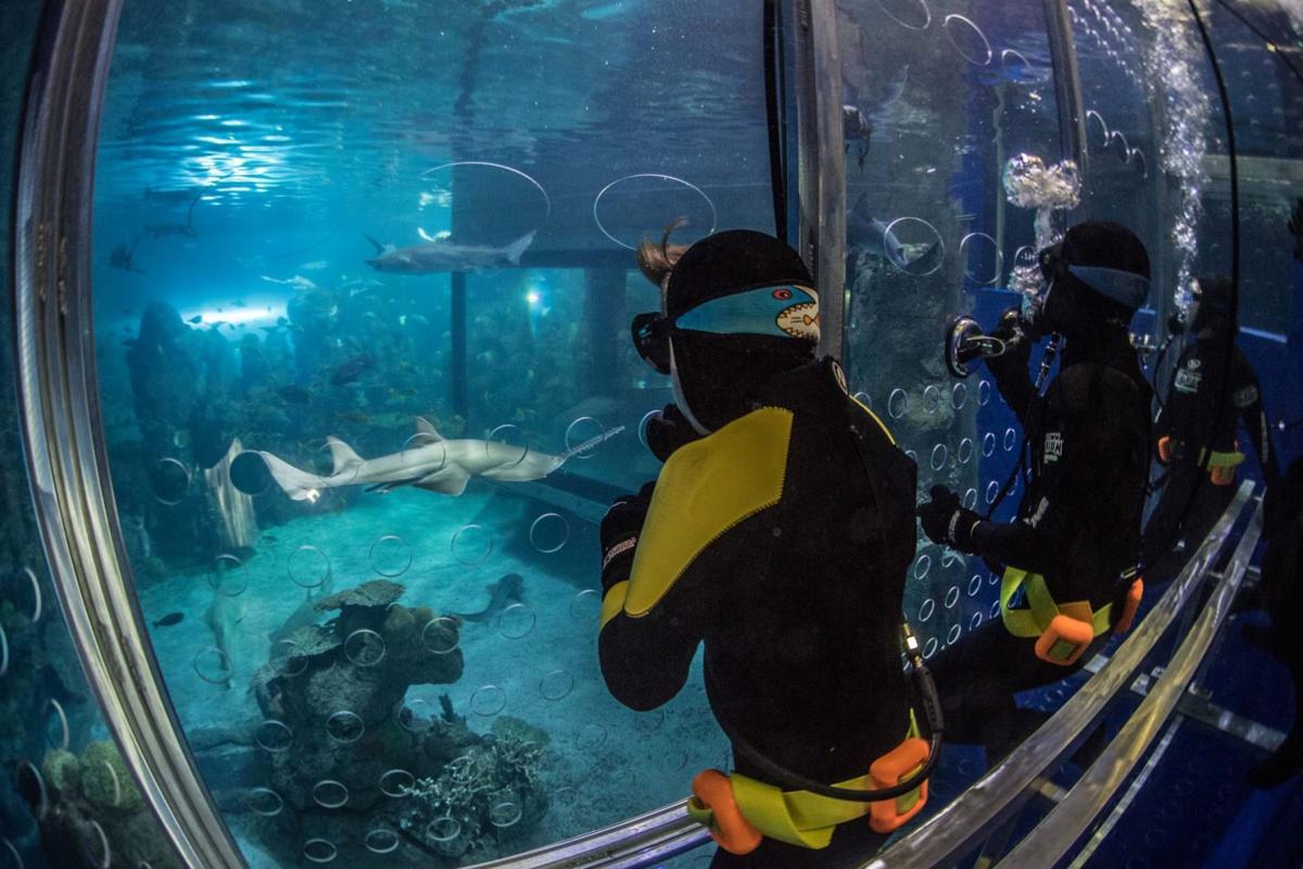 Swim with sharks at this Colorado destination