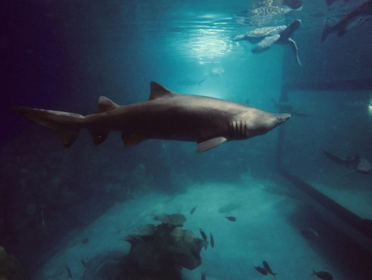 Swim with sharks at this Colorado destination