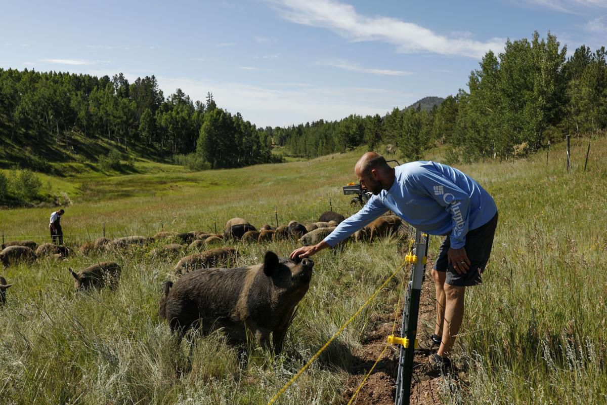 Colorado Springs farmer creates hog heaven at former horse ranch