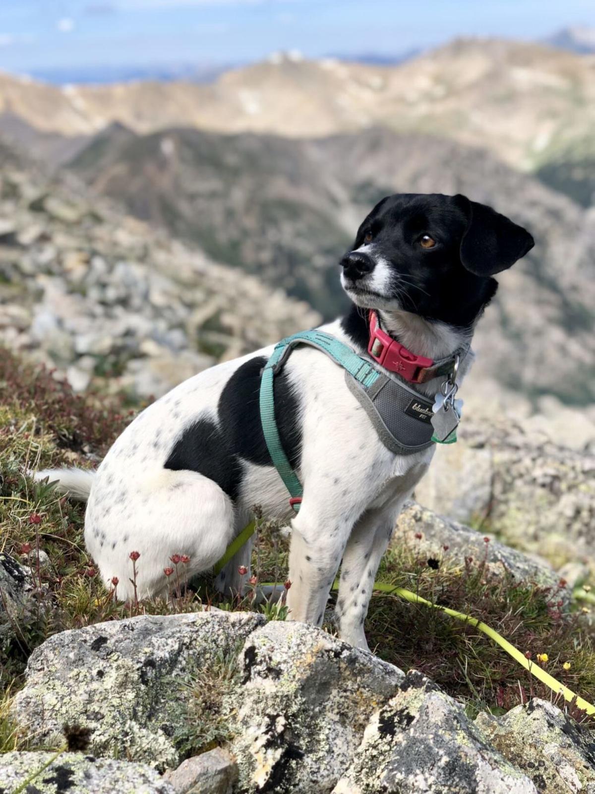 Huron Peak a great 14er for panoramic summit views