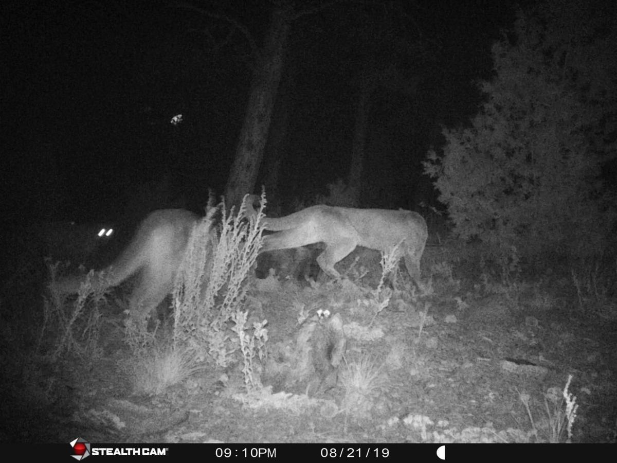 Tests confirm one of euthanized mountain lions attacked 8-year-old boy