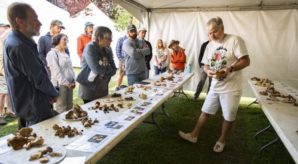 Colorado mushroom festival seeks ‘funga-friendly world’