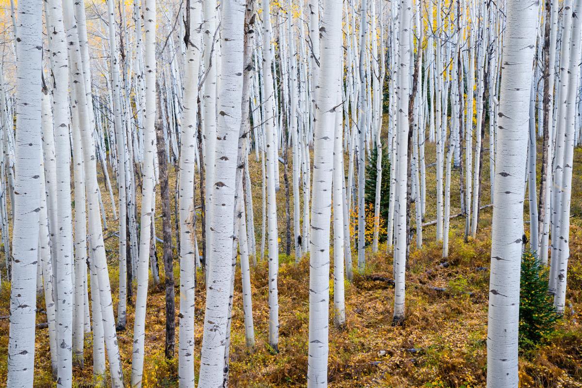 Long-lost messages found on aspen trees in Colorado