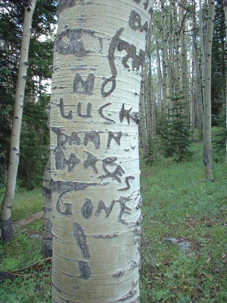 Long-lost messages found on aspen trees in Colorado