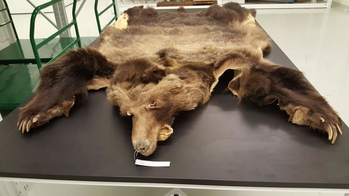 Meet the man who killed Colorado’s last grizzly