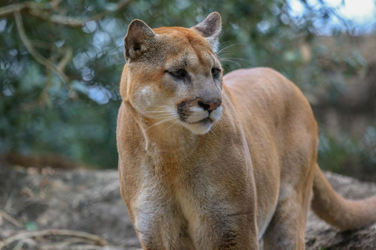 Dazed mountain lion wanders onto Colorado highway during rush hour traffic