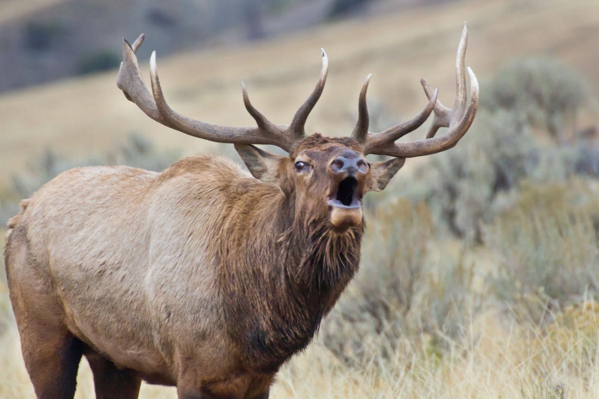 Elk with massive antlers rams woman near Rocky Mountain National Park