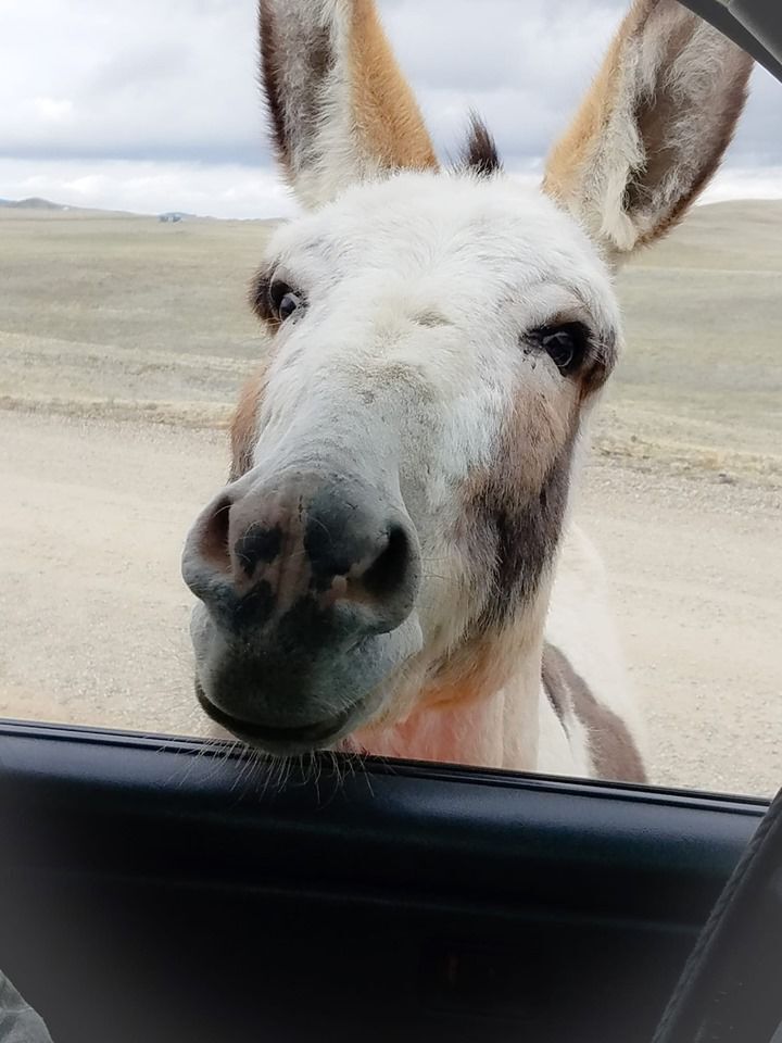 Visitors warned about roaming donkeys at Colorado state park