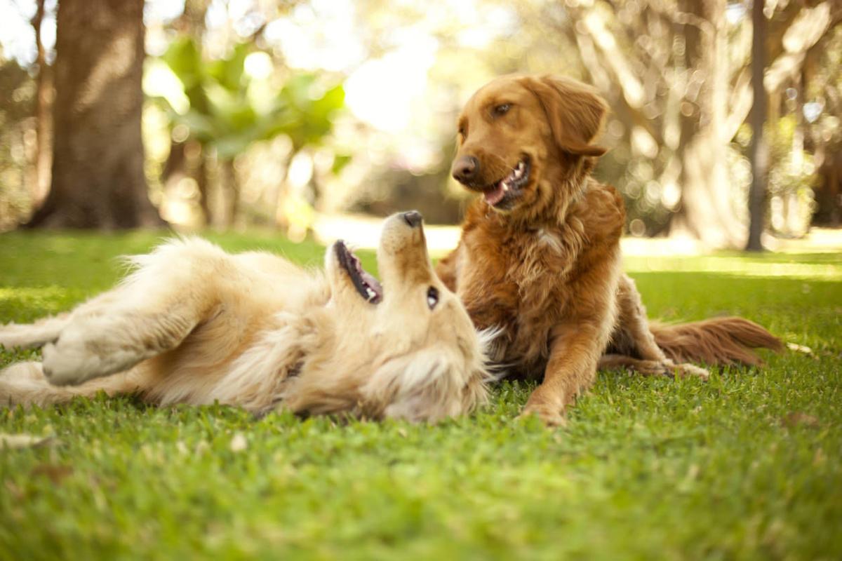 The most popular dog breeds in Colorado cities, according to Rover
