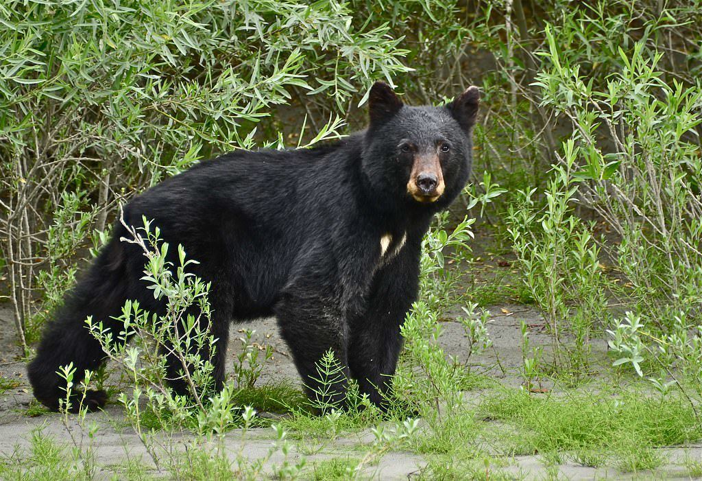 Erratic bear had been shot in face with pellet gun prior to euthanization in Colorado