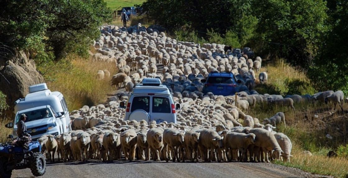 Sheep jam up popular scenic road in Colorado