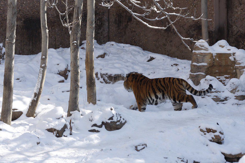 Snowy weather forces zoo closure in Colorado