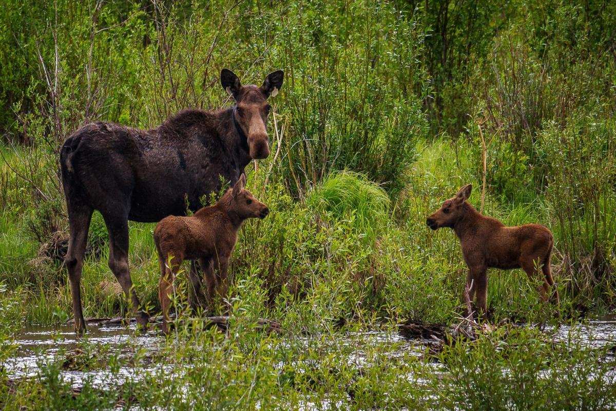 Slain ‘town moose’ with twins reportedly results in two charged