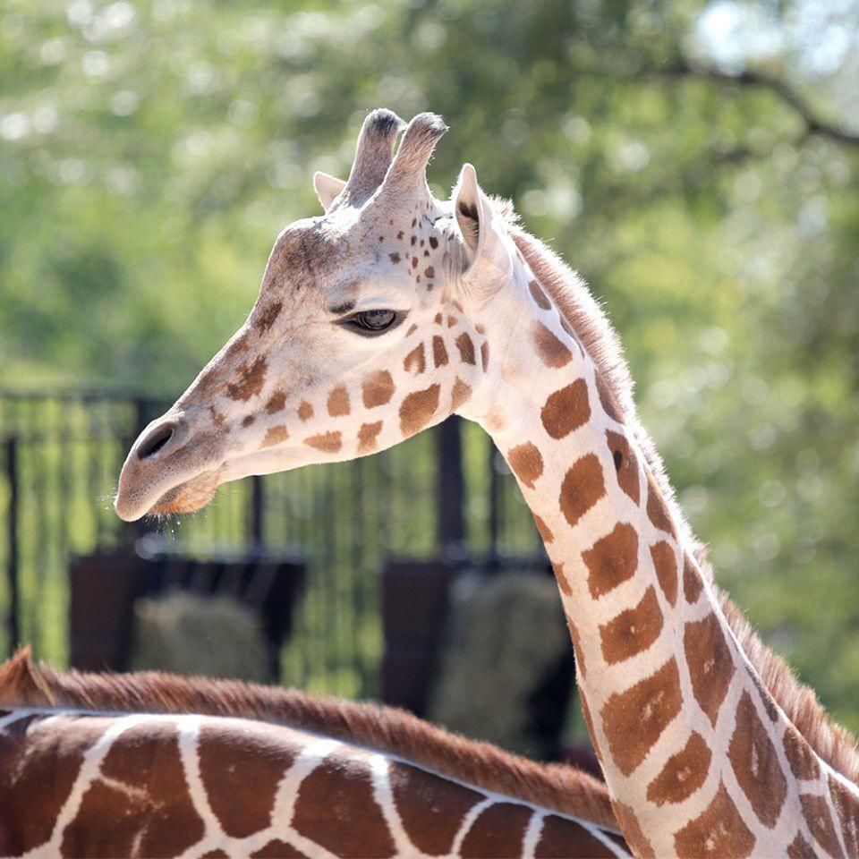 Giraffe dies following medical procedure at Denver Zoo