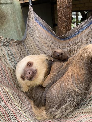 Meet the many new faces of Cheyenne Mountain Zoo