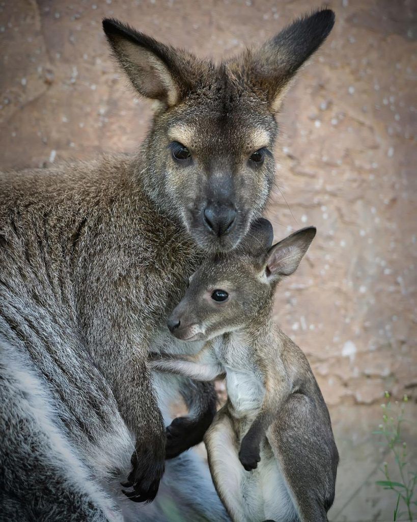 Meet the many new faces of Cheyenne Mountain Zoo