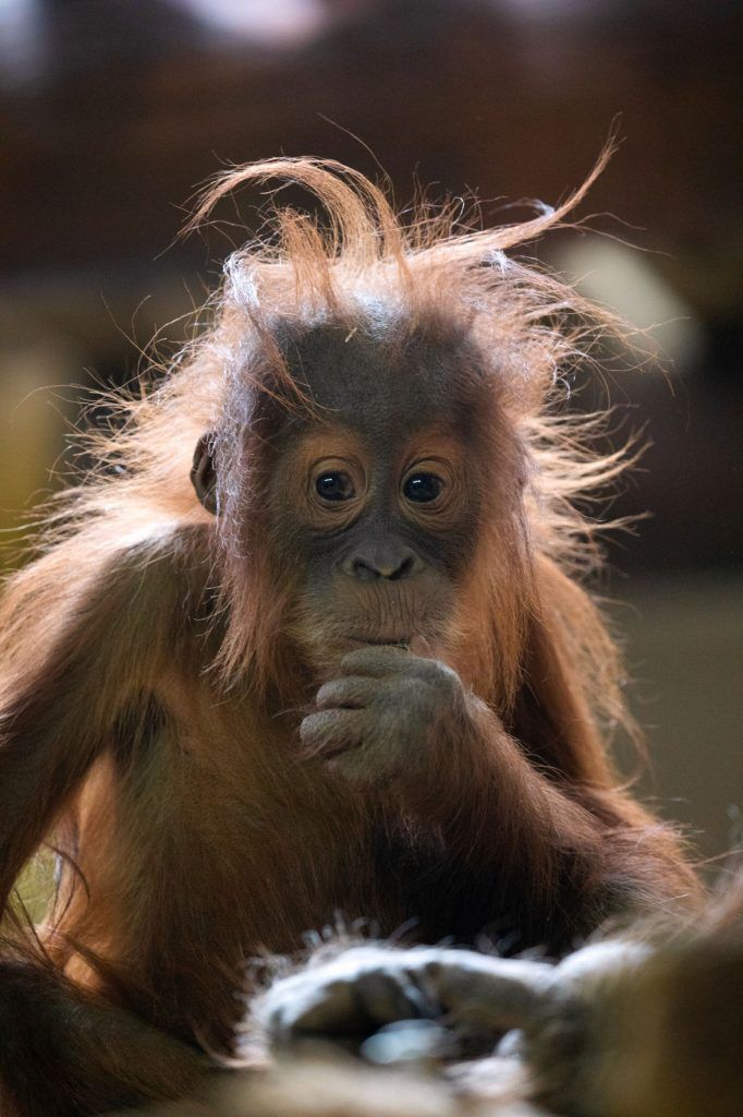 Meet the many new faces of Cheyenne Mountain Zoo