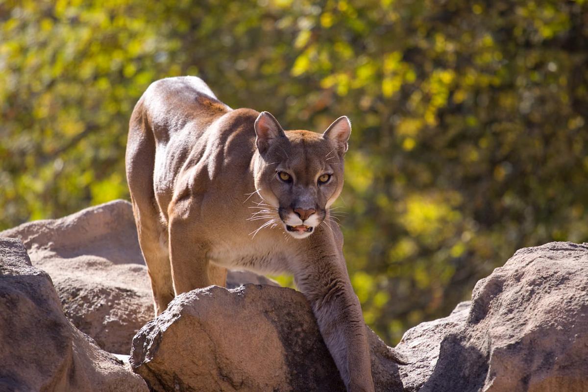Hiker stalked by mountain lion escapes with help from Metallica