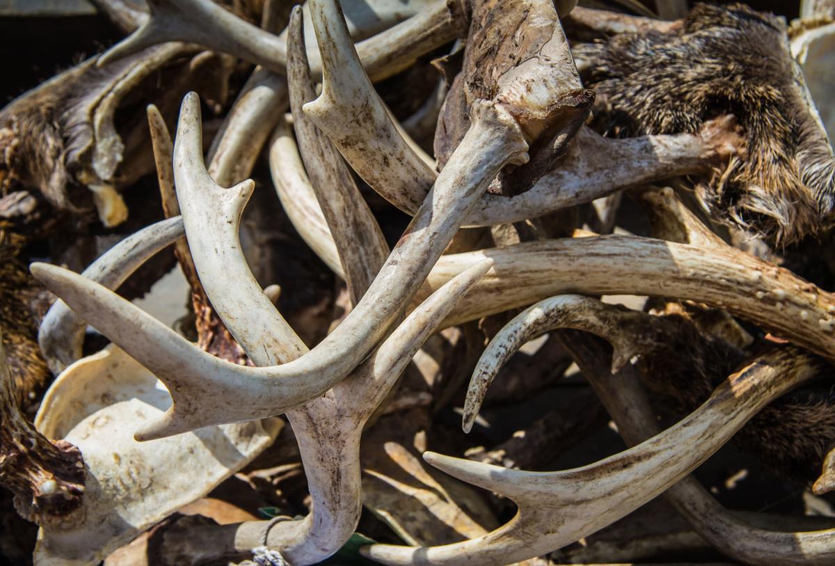 Disturbing poaching spree leads to bust of trio in Colorado